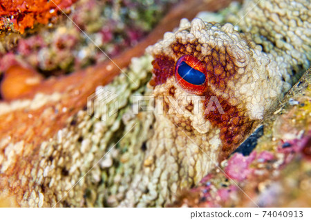 Common Octopus, Cabo Cope-Puntas del Calnegre Natural Park, Spain 74040913