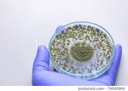 Aspergillus oryzae is a filamentous fungus or mold that is used in food production such as in soybean fermentation for education. 74040966