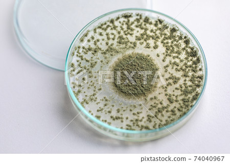 Aspergillus oryzae is a filamentous fungus or mold that is used in food production such as in soybean fermentation for education. Aspergillus oryzae is a filamentous fungus or mold that is used in food production such as in soybean fermentation for education. 74040967
