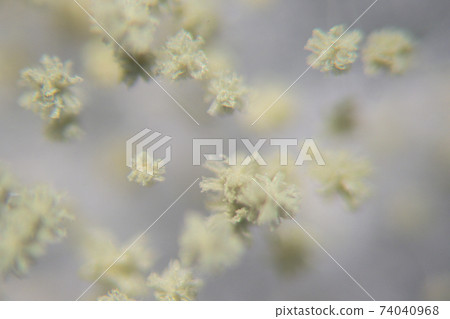 Aspergillus oryzae is a filamentous fungus or mold that is used in food production such as in soybean fermentation for education. Aspergillus oryzae is a filamentous fungus or mold that is used in food production such as in soybean fermentation for education. 74040968