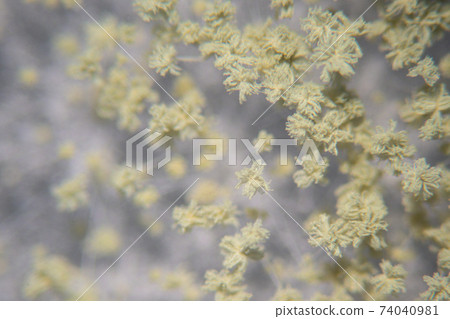 Aspergillus oryzae is a filamentous fungus or mold that is used in food production such as in soybean fermentation for education. 74040981