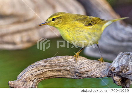 Willow Warbler, Forest Pond, Mediterranean Forest, Spain Willow Warbler, Forest Pond, Mediterranean Forest, Spain 74041059