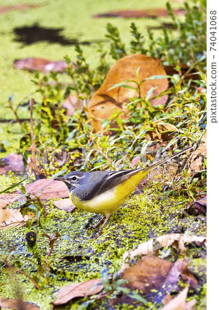 Grey Wagtail, Sal Forest, Royal Bardia National Park, Nepal Grey Wagtail, Sal Forest, Royal Bardia National Park, Nepal 74041068