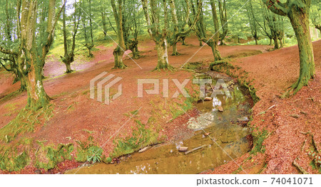 Otzarreta Beech Forest, Gorbeia Natural Park, Spain Otzarreta Beech Forest, Gorbeia Natural Park, Spain 74041071