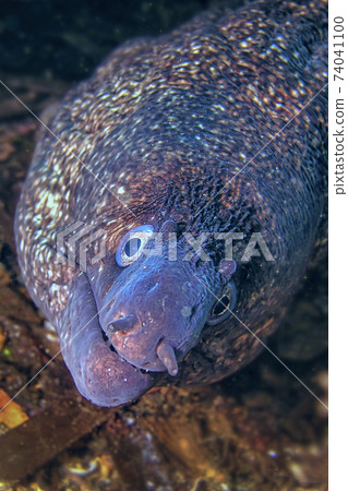 Mediterranean Moray, Cabo Cope-Puntas del Calnegre Natural Park, Spain Mediterranean Moray, Cabo Cope-Puntas del Calnegre Natural Park, Spain 74041100
