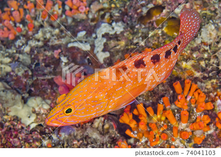 Saddled Rock Cod, South Ari Atoll, Maldives 74041103