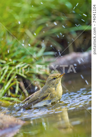 Willow Warbler, Forest Pond, Mediterranean Forest, Spain 74041104