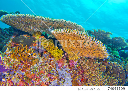 Coral Reef, South Ari Atoll, Maldives 74041109