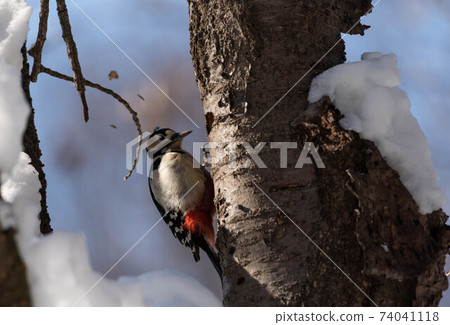 The moment when the great spotted woodpecker in the feeding peels off the bark of the tree 74041118