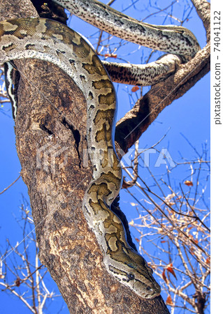 African Rock Python, Chobe National Park, Botswana 74041122