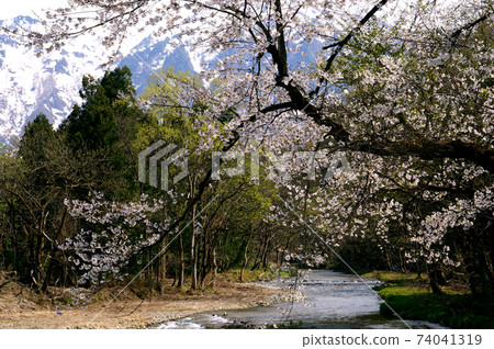 Cherry blossoms along the river 74041319