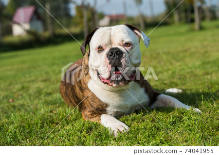 Brindle coat American Bulldog dog portrait outside 74041955