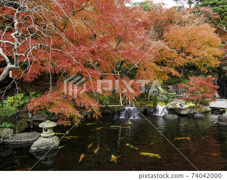 Kamakura / Hasedera Free Life Pond and Autumn Leaves 74042000
