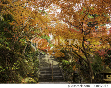 Autumn leaves in the precincts of Hasedera, Kamakura 74042013