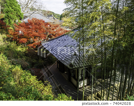 Kamakura / Hasedera Kyozo and autumn leaves 74042028