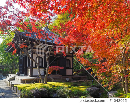 Kamakura / Hasedera Kyozo and autumn leaves 74042035