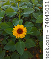 A yellow sunflower on green leaves background 74043031