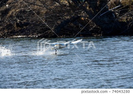 Sa玉縣川島町Oppe河天鵝登陸點 74043280