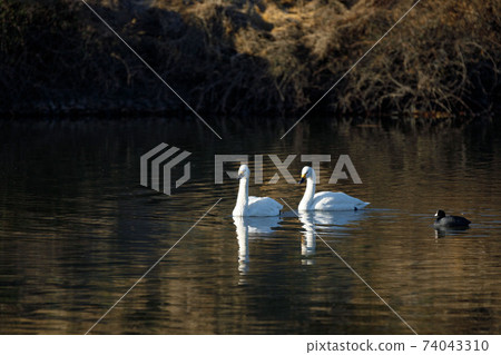Kawajima Town, Saitama Prefecture Oppe River Swan landing site Kawajima Town, Saitama Prefecture Oppe River Swan landing site 74043310
