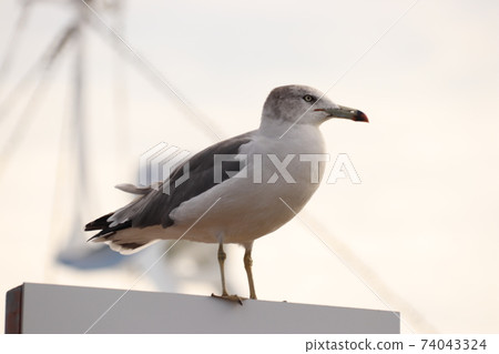 松島船上的海鷗暮光之城 松島船上的海鷗暮光之城 74043324