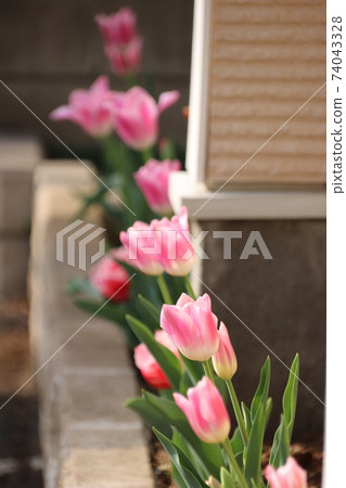 Pink tulips in full bloom in the flowerbed Pink tulips in full bloom in the flowerbed 74043328