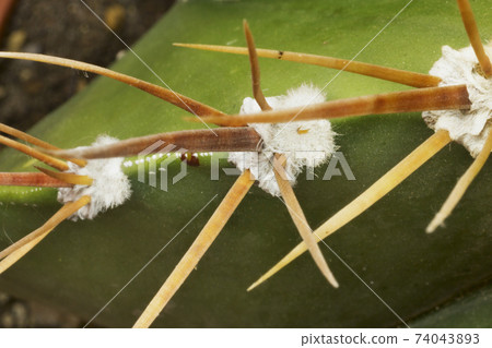 Cactus spines 74043893