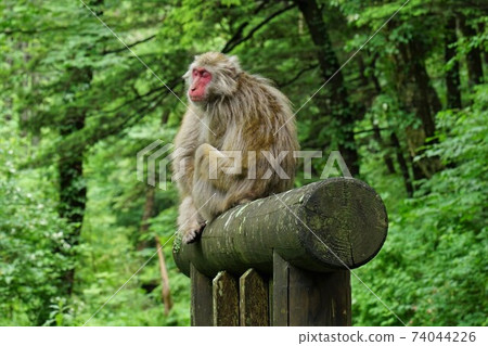 Japanese macaque sitting on the information board in Kamikochi 74044226