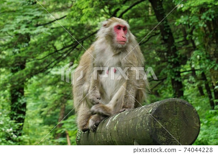 Japanese macaque sitting on the information board in Kamikochi 74044228