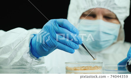 Scientist in the laboratory conducts experiments with maggots 74044359