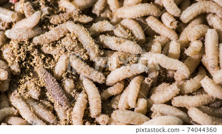 Lots of maggots, bait for winter fishing 74044360