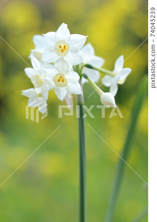 冬季白花(水仙花) 冬季白花(水仙花) 74045239