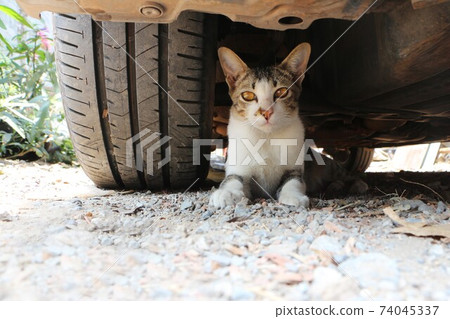 Cat lying on the ground under the car and beside the wheel. Pet hiding under car. Cat lying on the ground under the car and beside the wheel. Pet hiding under car. 74045337