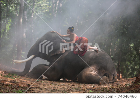 Thailand Countryside; Silhouette elephant on the background of sunset, elephant Thai in Surin Thailand. Thailand Countryside; Silhouette elephant on the background of sunset, elephant Thai in Surin Thailand. 74046466