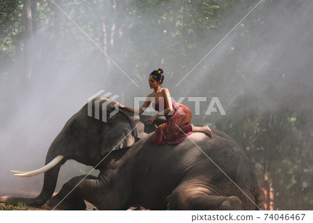 Thailand Countryside; Silhouette elephant on the background of sunset, elephant Thai in Surin Thailand. Thailand Countryside; Silhouette elephant on the background of sunset, elephant Thai in Surin Thailand. 74046467