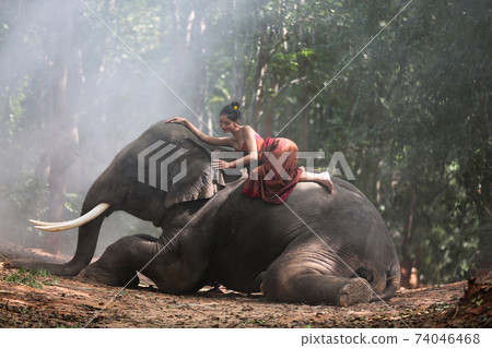 Thailand Countryside; Silhouette elephant on the background of sunset, elephant Thai in Surin Thailand. Thailand Countryside; Silhouette elephant on the background of sunset, elephant Thai in Surin Thailand. 74046468