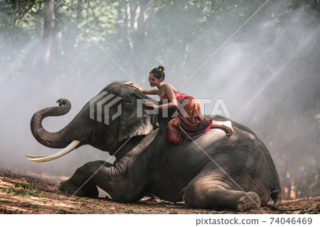 Thailand Countryside; Silhouette elephant on the background of sunset, elephant Thai in Surin Thailand. Thailand Countryside; Silhouette elephant on the background of sunset, elephant Thai in Surin Thailand. 74046469