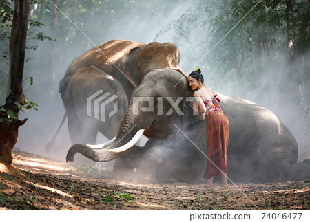 Thailand Countryside; Silhouette elephant on the background of sunset, elephant Thai in Surin Thailand. Thailand Countryside; Silhouette elephant on the background of sunset, elephant Thai in Surin Thailand. 74046477