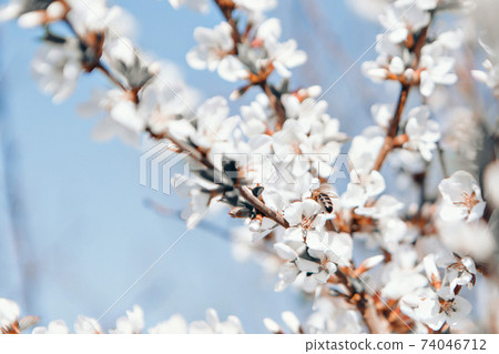 spring flowering: white apple blossoms. the concept of International Women's Day, March 8 spring flowering: white apple blossoms. the concept of International Women's Day, March 8 74046712