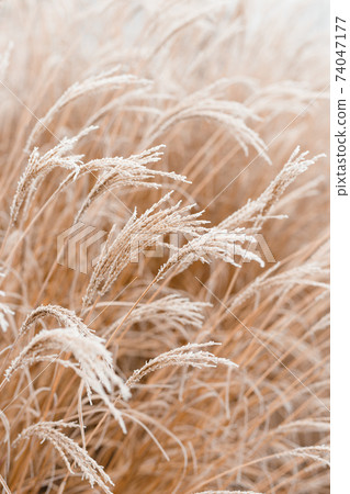 Abstract natural background of soft plants Cortaderia selloana. Frosted pampas grass on a blurry bokeh, Dry reeds boho style. Patterns on the first ice. Fluffy stems of tall grass under snow in winter 74047177