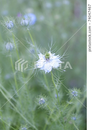 Nigella flower Nigella flower 74047467