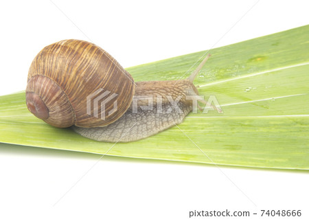 Helix pomatia. grape snail crawling on green leaves. mollusc and invertebrate. 74048666