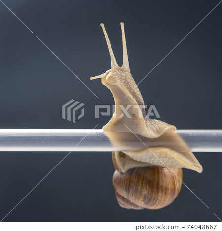 snails hang from a plastic tube. mollusc and invertebrate. delicacy meat and gourmet food. snails hang from a plastic tube. mollusc and invertebrate. delicacy meat and gourmet food. 74048667