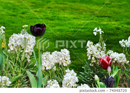 Rare dark purple black tulip and red tulip with white Hydrangea on the background of green grass.  74048720