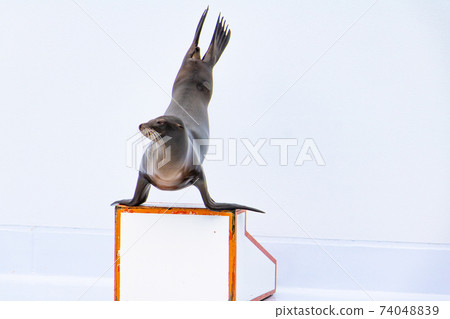 Lively Sea Lions in Sea Lions / Dynamic Sea Lions in Sea Lion Lively Sea Lions in Sea Lions / Dynamic Sea Lions in Sea Lion 74048839