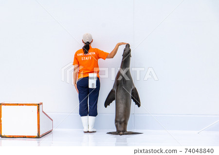 Cute sea lions standing with people Cute sea lions standing with people 74048840