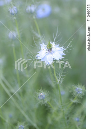 Nigella花 74049023
