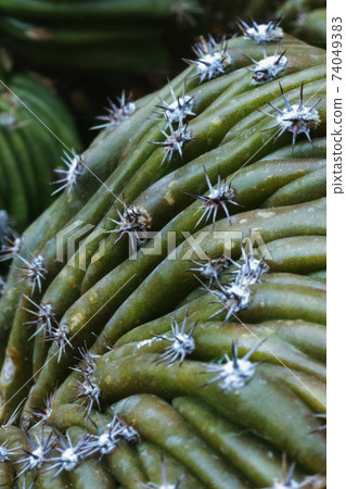 Fantastic green cactus 74049383