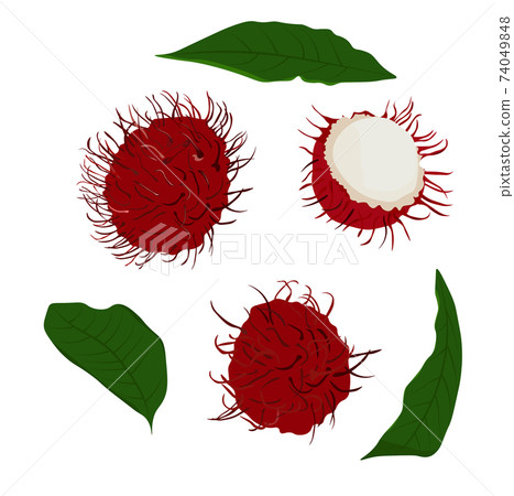 Rambutan stock vector illustration. Exotic fruit close-up. Thai dessert. Isolated on a white background. 74049848