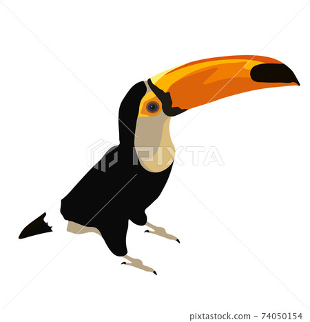 Toucan vector stock illustration. Woodpecker. A bright bird, a big yellow beak. Isolated on a white background. A tropical bird that lives in the jungles of the continent. South America fauna. 74050154