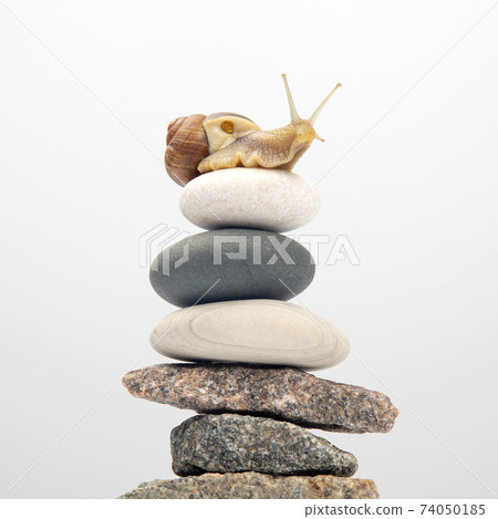 Snail on top of a stone pyramid. mollusc and invertebrate. delicacy meat and gourmet food 74050185